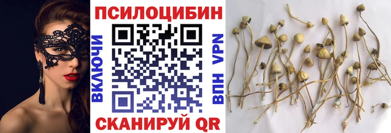 Псилоцибиновые грибы Cubensis  Купить закладки  Кингисепп 